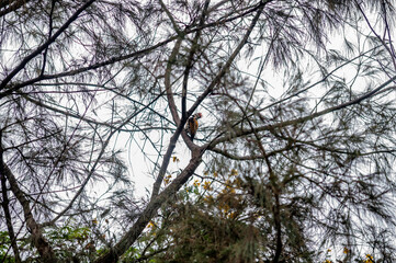 birds