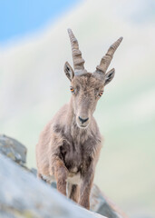 Fine art portrait of Alpine ibex female on mountain ridge (Capra ibex)