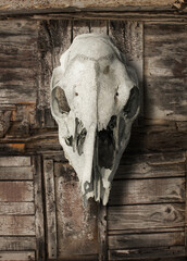 Animal skull on decayed rotten wood background