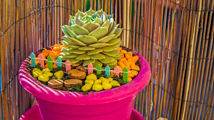 Succulent plant in a beautiful pot