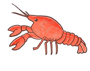 R:もっとメルヘンな水族館☆外来種　アメリカザリガニ　③