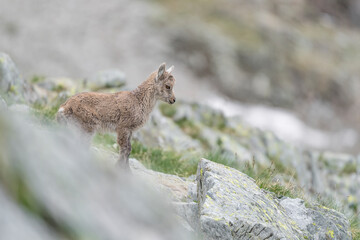 Obraz premium A beautiful cub of Alpine ibex, fine art portrait (Capra ibex)