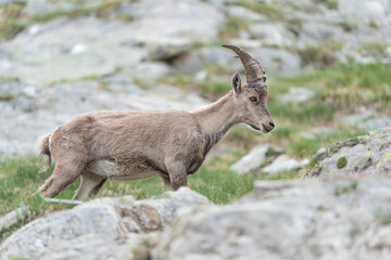 Beautiful portrait of Alpine ibex male in summer season (Capra ibex)