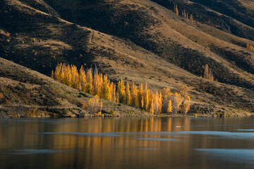 Golden autumn trees standing on the rolling hills along Clutha river in Central Otago, South Island