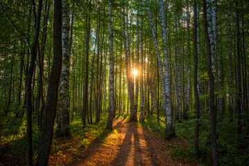 Ein Weg in einem Birkenhain im Morgengrauen, die aufgehende Sonne in der Mitte