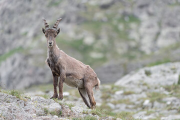 Beautiful ibex male in spring season (Capra ibex)