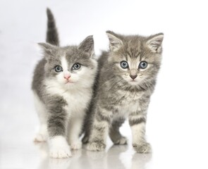 Fototapeta na wymiar two kittens on white