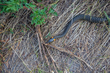 closeup snake crawl on ground