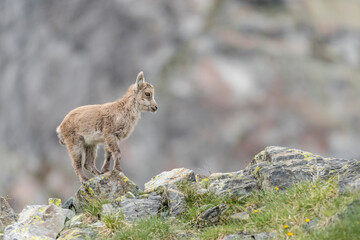 Naklejka na ściany i meble Cub of Alpine ibex on mountain ridge (Capra ibex)