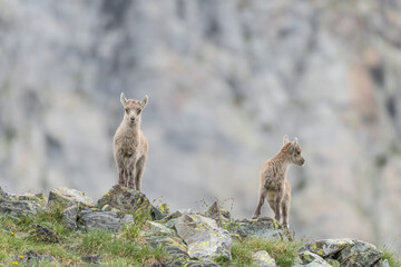 Obraz premium Brothers in the Alps mountains, portrait of newborns (Capra ibex)