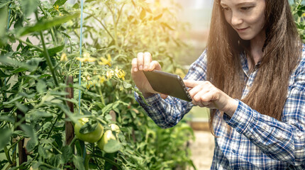 Woman is taking pictures of first green fruits of tomatoes in a greenhouse with a phone camera