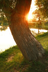 Warmer Sonnenuntergang an einem See. Zeit zum Baden. Großer Baum im Vordergrund. Hochformat