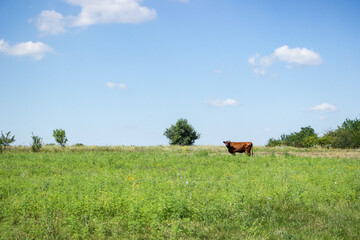 cow in the meadow outside the village