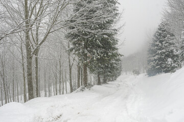 Forest road among the snowy forest