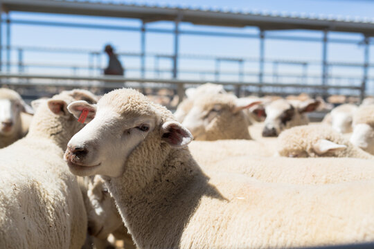 lambs in a saleyard pen at a livestock auction at forbes
