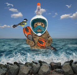 A beige cat diver with a full diving mask holds swimming fins in the sea.