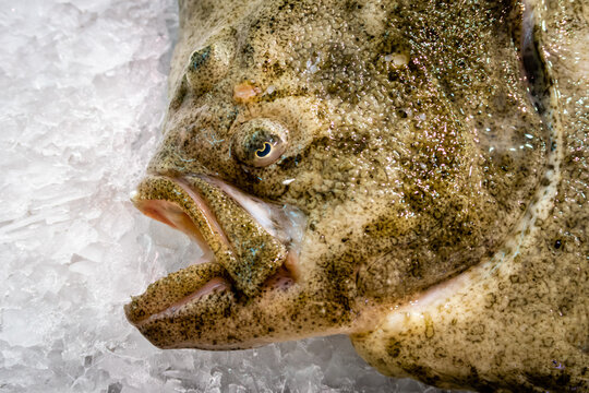 Kopf und Maul des Speisefisch Steinbutt