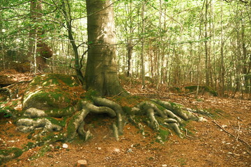 Gewaltige Wurzeln eines Baumes liegen frei