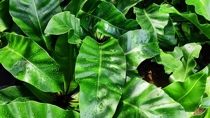 Group of Bird's nest fern leaves