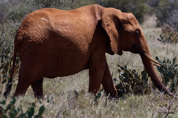 Fototapeta na wymiar elephant safari walk