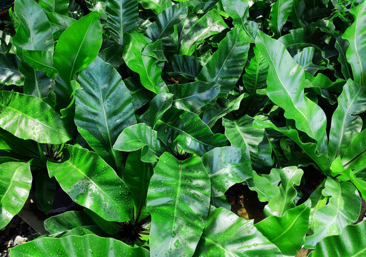 Group of Bird's nest fern leaves