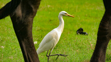 birds