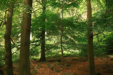 Grüner dichter Wald