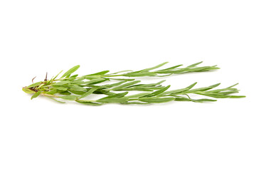 Lavender herb plant with green leaves isolated on white background