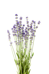 Lavender flowers stems with green leaves isolated on white background