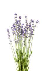 Fototapeta premium Lavender flowers stems with green leaves isolated on white background
