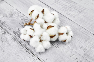 White cotton flowers on grey wooden background. Soft cotton plant