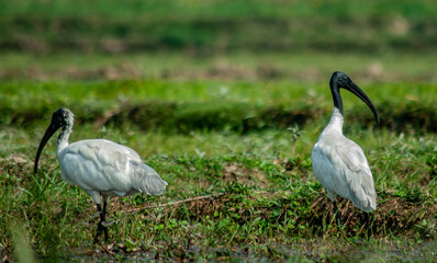birds