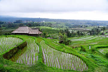 Fototapeta na wymiar Rice terrace paddy field with small rice plants