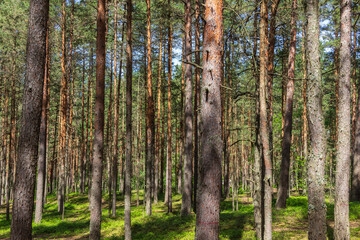 Pine trees in a forest in northern Russia on a sunny summer day. Coniferous forests of the middle latitude. Straight vertical tree trunks.