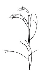 Vector illustration with wildflower. Doodle sketch.