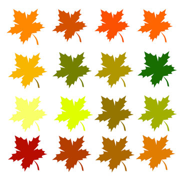 Multicolored maple leaves, 16 pieces isolated on a white background.Vector illustration.The set of leaves can be used in textiles,postcards,autumn designs.