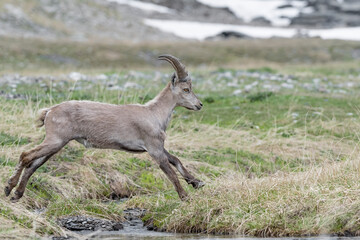Jumping on the creek, beautiful portrait of Alpine ibex male (Capra ibex)