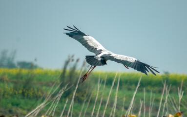 birds