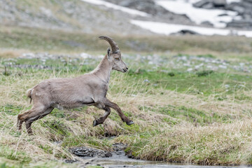 Alpine ibex crosses the mountain stream with a jump (Capra ibex)