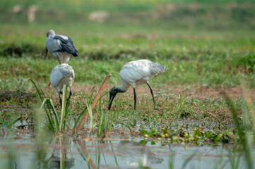 birds
