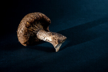 dried mushroom on a dark background