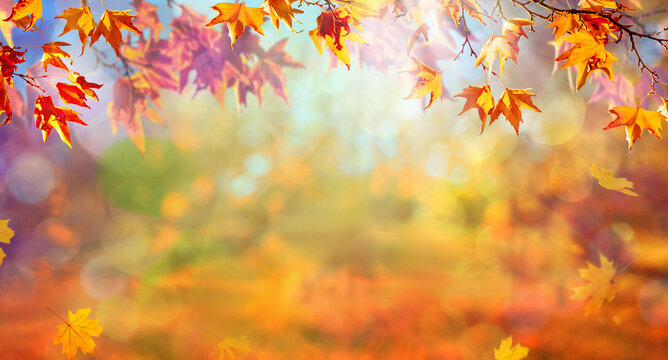 orange fall  leaves, autumn natural background