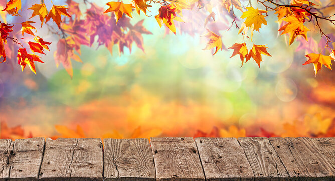 orange fall  leaves, autumn natural background