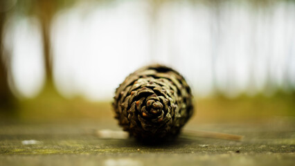 Pinecone