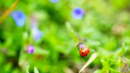 Fototapeta premium Ladybug