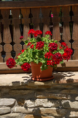 Red Geranium flower in Prislop  Monastery, located in Hunedoara County, july ,2021