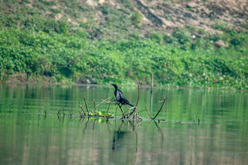 Fototapeta na wymiar duck on the lake