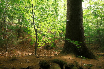 Großer Baumstamm und leuchtende Blätter