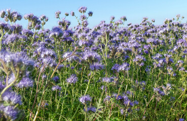 Fototapeta premium Phacelia flower meadow
