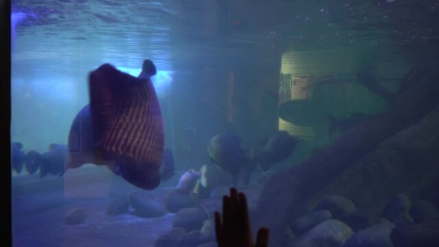 a huge paiche fish swimming with paco fish in the aquarium of the Huachipa zoo in 4k